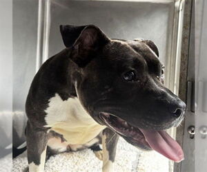 American Pit Bull Terrier Dogs for adoption in Derwood, MD, USA