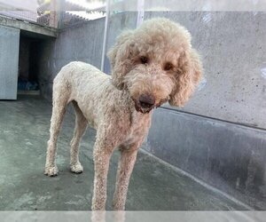 Poodle (Standard) Dogs for adoption in Pasadena, CA, USA