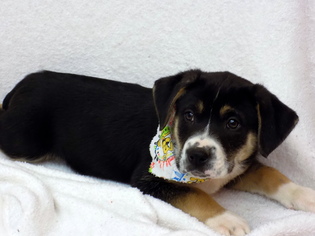 Bogle Dogs for adoption in York, SC, USA