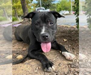 American Pit Bull Terrier Dogs for adoption in Sacramento, CA, USA