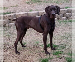 German Shorthaired Pointer Dogs for adoption in Newfoundland, PA, USA