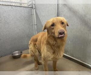 Golden Retriever-Unknown Mix Dogs for adoption in HESPERIA, CA, USA