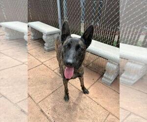 Dutch Shepherd -Unknown Mix Dogs for adoption in Imlay City, MI, USA