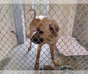 Black Mouth Cur-Unknown Mix Dogs for adoption in McKinleyville, CA, USA