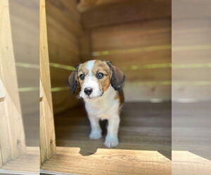 Jack Russell Terrier-Shih Tzu Mix Dogs for adoption in Oro Medonte, Ontario, Canada