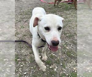 Labrador Retriever-Unknown Mix Dogs for adoption in San Antonio, TX, USA