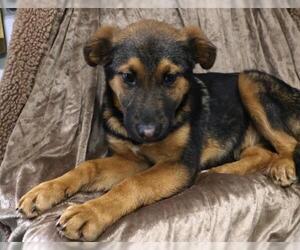 Mutt Dogs for adoption in Thief River Falls, MN, USA