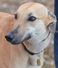 Medium Photo #1 Greyhound Puppy For Sale in Minneapolis, MN, USA