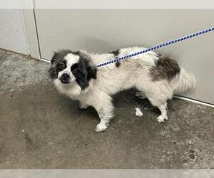 Cheeks Dogs for adoption in Rosenberg, TX, USA