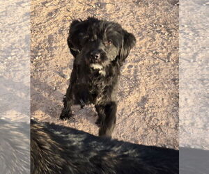 Lhasa-Poo Dogs for adoption in Peralta, NM, USA