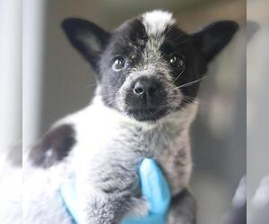 Mutt Dogs for adoption in San Antonio, TX, USA
