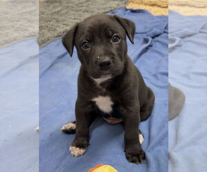 Catahoula Leopard Dog-Unknown Mix Dogs for adoption in Green Forest, AR, USA