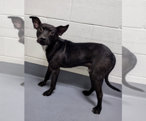 Mutt Dogs for adoption in Hilton Head, SC, USA