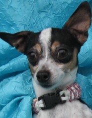 Medium Photo #1 Jack Chi Puppy For Sale in Cuba, NY, USA