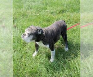 Bulldog Dogs for adoption in NEWPORT NH, NH, USA