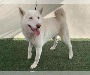 Siberian Husky Dogs for adoption in Visalia, CA, USA