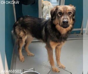 German Shepherd Dog-Unknown Mix Dogs for adoption in Oklahoma City, OK, USA