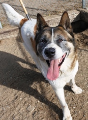 Akita-Collie Mix Dogs for adoption in Romoland, CA, USA