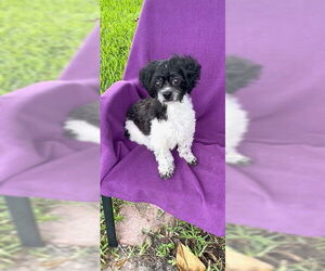 Shih Tzu Dogs for adoption in Weston, FL, USA