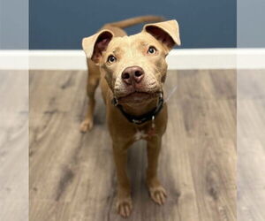 Mutt Dogs for adoption in Lakewood, CO, USA