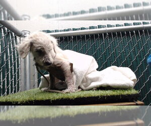 Mutt Dogs for adoption in Downey, CA, USA
