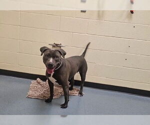 American Pit Bull Terrier Dogs for adoption in Denver, CO, USA