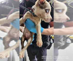 Huskies -Unknown Mix Dogs for adoption in San Antonio, TX, USA