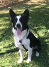 Border Collie Dogs for adoption in Penngrove, CA, USA