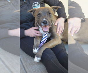 Labrador Retriever-Unknown Mix Dogs for adoption in McKinney, TX, USA