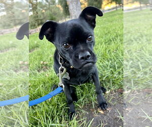 Chug Dogs for adoption in San Diego, CA, USA