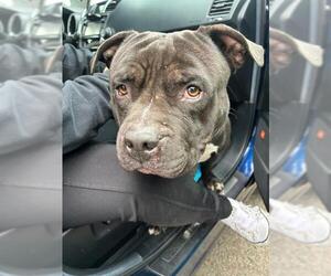 Mutt Dogs for adoption in Stockton, CA, USA