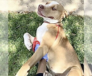Mutt Dogs for adoption in Houston, TX, USA