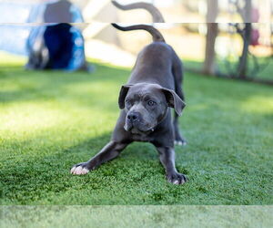 American Pit Bull Terrier-Unknown Mix Dogs for adoption in oakland, FL, USA