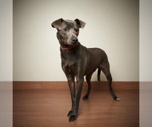 Blue Lacy Dogs for adoption in Eden Prairie, MN, USA