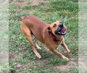 Redbone Coonhound-Unknown Mix Dogs for adoption in Augusta, WV, USA