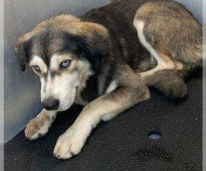 Huskies -Unknown Mix Dogs for adoption in San Antonio, TX, USA