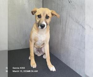 Labrador Retriever-Unknown Mix Dogs for adoption in San Antonio, TX, USA