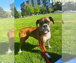 Boxer Dogs for adoption in Stanwood, WA, USA