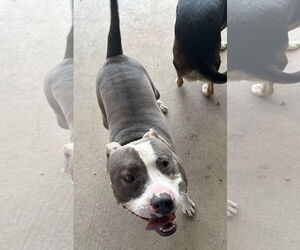 American Pit Bull Terrier Dogs for adoption in Pampa, TX, USA
