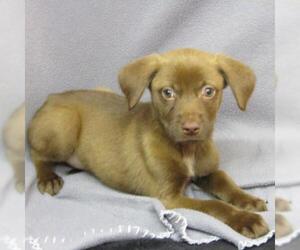 Borador Dogs for adoption in York, SC, USA