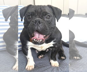 Bulldog-Unknown Mix Dogs for adoption in St. Louis Park, MN, USA