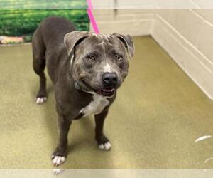 American Pit Bull Terrier-Unknown Mix Dogs for adoption in Moreno Valley, CA, USA