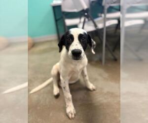 Mutt Dogs for adoption in Sterling, MA, USA