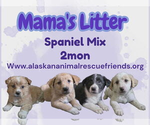 Border Collie-Spaniel Mix Dogs for adoption in Anchorage, AK, USA