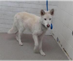 Siberian Husky-Unknown Mix Dogs for adoption in San Bernardino, CA, USA