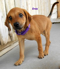 Medium Photo #1 Mutt Puppy For Sale in Oskaloosa, IA, USA