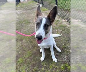 Mutt Dogs for adoption in Houston, TX, USA