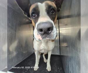 American Staffordshire Terrier-Unknown Mix Dogs for adoption in San Antonio, TX, USA