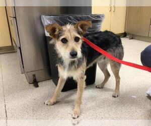 Mutt Dogs for adoption in Riverside, CA, USA