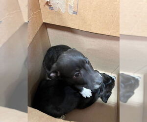 Mutt Dogs for adoption in Louisville, KY, USA